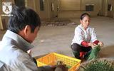 Có một nguồn cung rau an toàn dồi dào cho nội thành Hà Nội